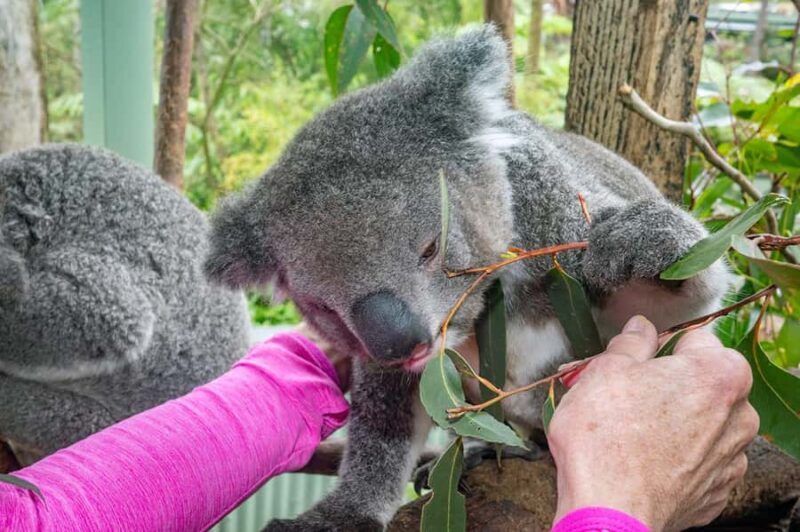 Sydney: Nature and Wildlife - Australia in One Day - An In-Depth Look at the Experience