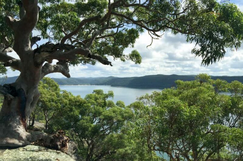 Sydney: Northern Beaches and Ku-ring-gai National Park Tour - Authentic Experiences and Guide Highlights