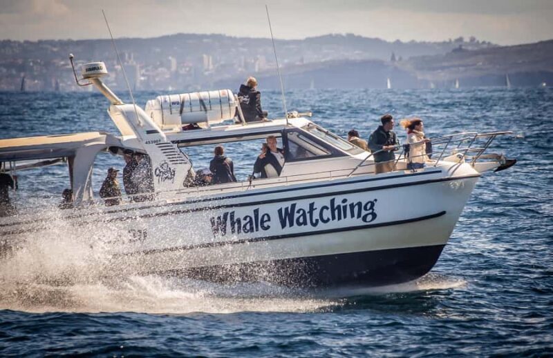 Sydney: Ocean Whale Watching Experience - An authentic and engaging whale watching adventure