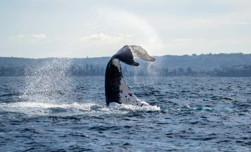 Sydney: Ocean Whale Watching Experience - Final thoughts: Is it worth it?