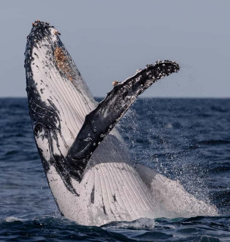 Sydney: Ocean Whale Watching Experience - Who is this tour best for?