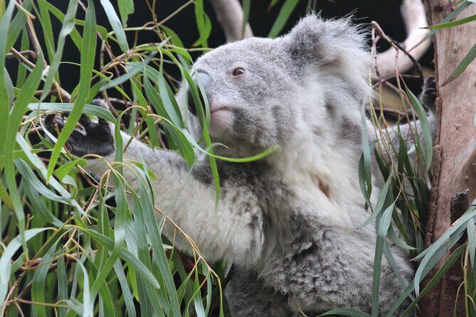 Sydney Opera House and Aussie Animals Private Tour - Exploring the Itinerary in Detail
