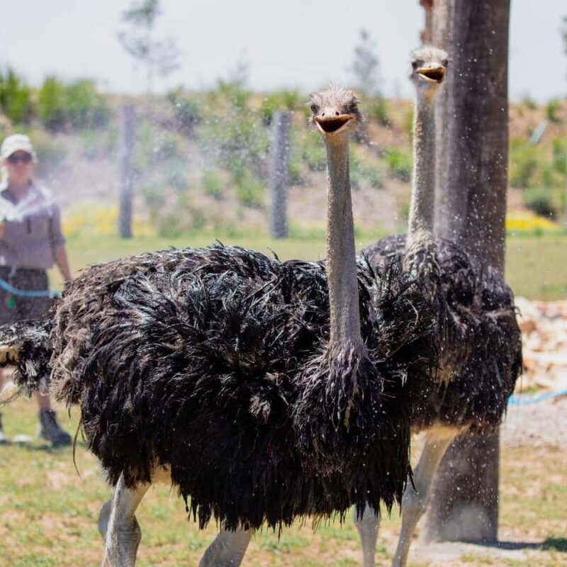 Sydney: Opera House & Featherdale Wildlife Park Tour - Key Points