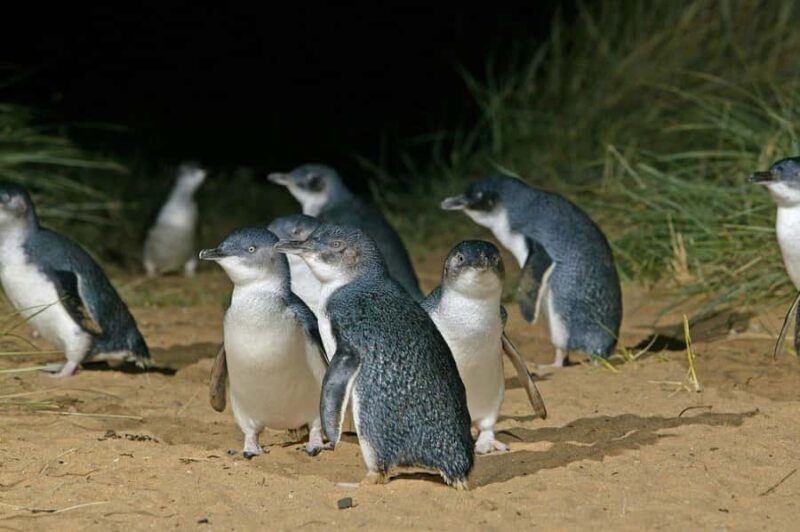 Sydney: Opera House & Featherdale Wildlife Park Tour - Final Thoughts