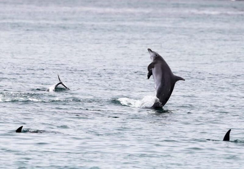 Sydney: Port Stephens Private Day Tour - Final Verdict: Who Would Love This Tour?