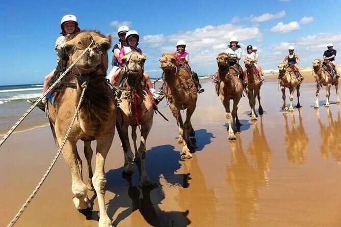 Sydney: Port Stephens Sandboarding, Dunes & Dolphin Cruise option - Final Thoughts