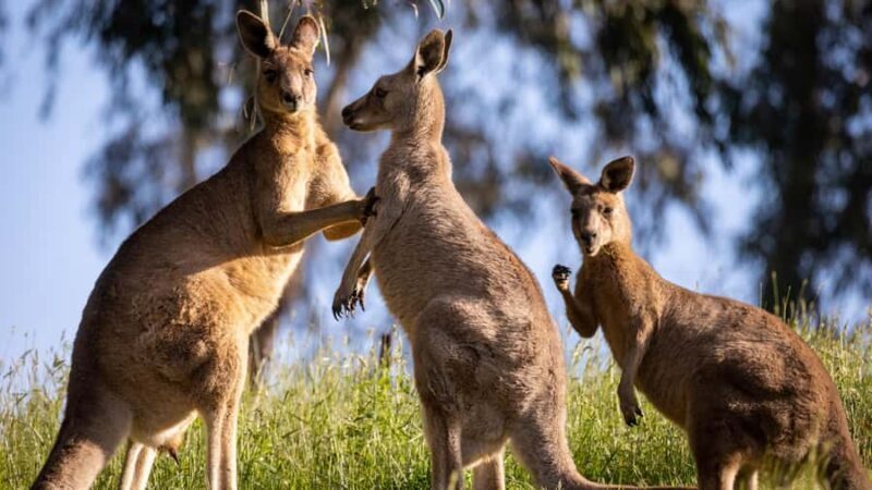 Sydney: Private Blue Mountains Gems & River Cruise Luxe Tour - A Detailed Look at the Blue Mountains Luxe Tour