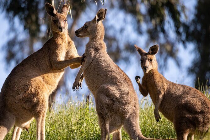 Sydney: PRIVATE Blue Mountains, Wildlife & Cruise Luxe Tour (10h) - The Overview: What the Tour Offers