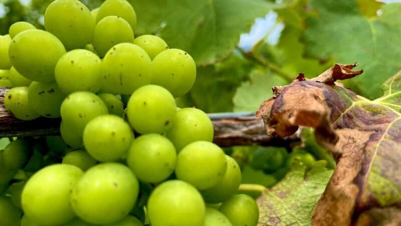Sydney: Private Hunter Valley Premium Wine Tasting Luxe Tour - The Real Value of This Tour