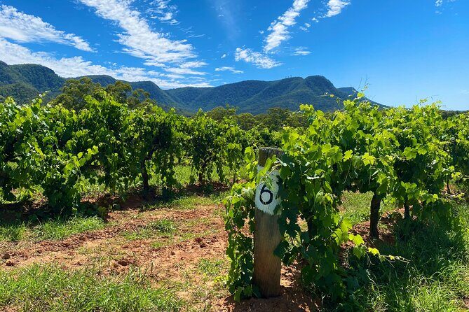 Sydney: PRIVATE Hunter Valley Wine Tasting Luxe Tour (10h) - Exploring the Hunter Valley with a Private Luxury Wine Tour