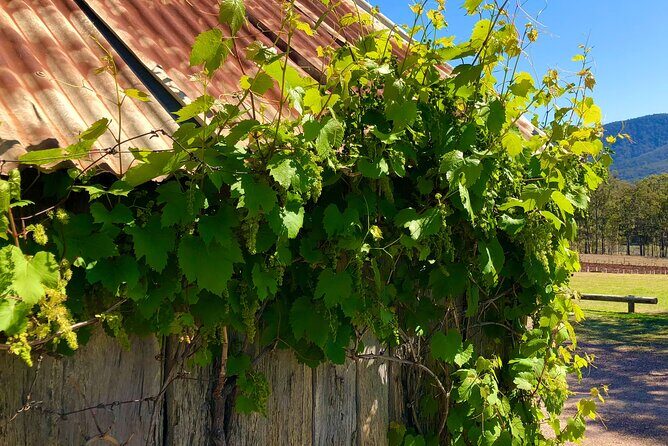 Sydney: PRIVATE Hunter Valley Wine Tasting Luxe Tour (10h) - Key Points