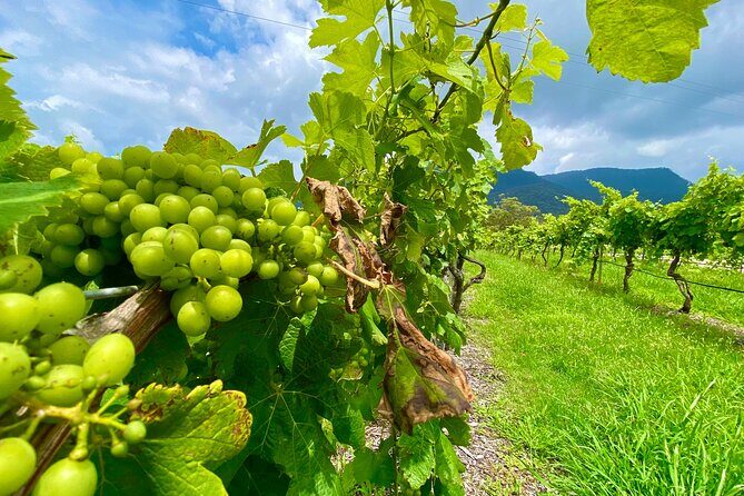 Sydney: PRIVATE Hunter Valley Wine Tasting Luxe Tour (10h) - Final Thoughts