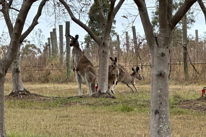 Sydney: Private Wine tour - Hunter Valley & Wollombi Valley - Exploring the Itinerary in Detail