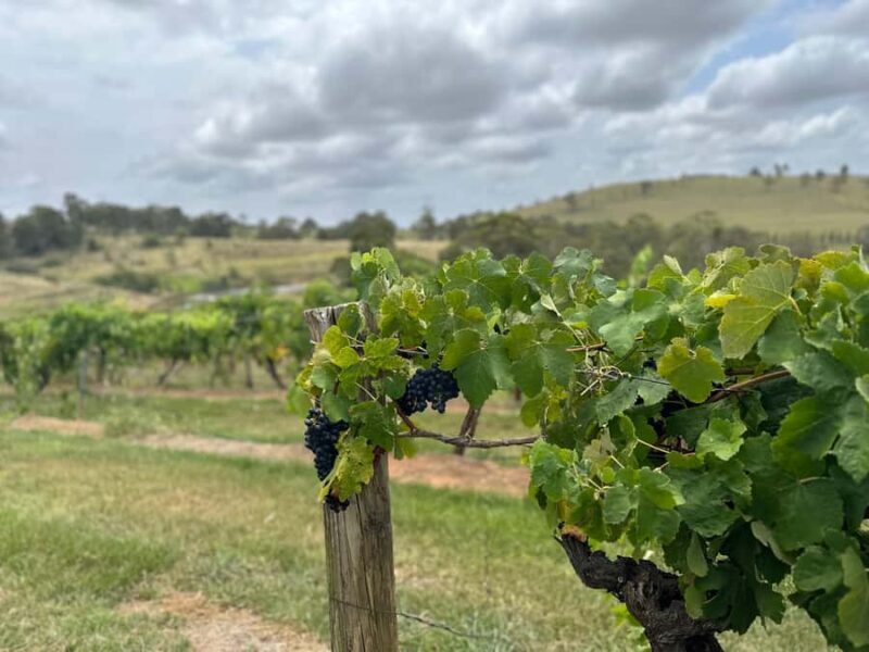 Sydney: Private Wine tour to Hunter & Wollombi Valley - Hunter Valley Vineyards and Tastings