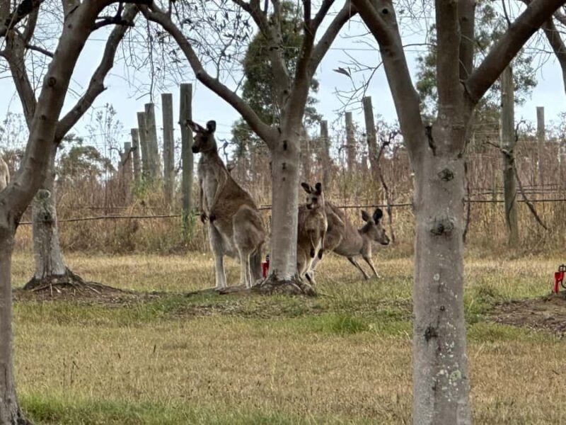 Sydney: Private Wine tour to Hunter & Wollombi Valley - Cheese and Additional Tastings
