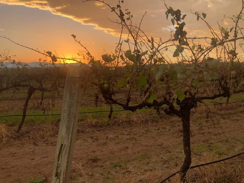 Sydney: Private Wine tour to Hunter & Wollombi Valley - Who Is This Tour Best For?