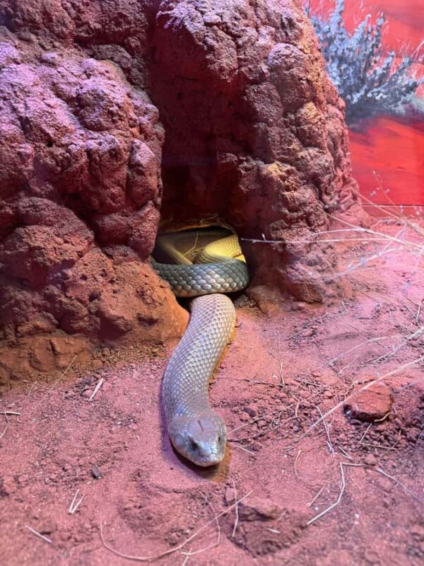 Sydney: Reptile Park and Avoca Beach Day Trip with Entry - Who Will Love This Tour?