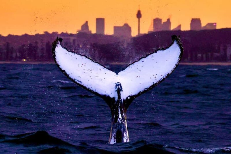 Sydney: Scenic Whale Watching Cruise - Whales Guaranteed - The Whale Encounter