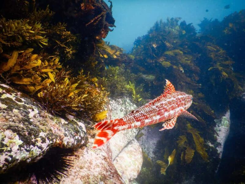 Sydney: Snorkeling Tour for Kids with Private Guide - Discovering the Underwater World of Clovelly Beach