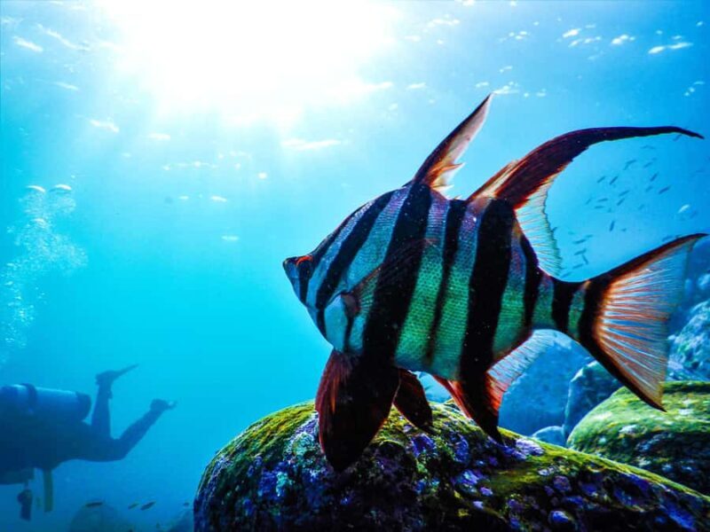 Sydney: Snorkeling Tour for Kids with Private Guide - Why This Tour Offers Excellent Value