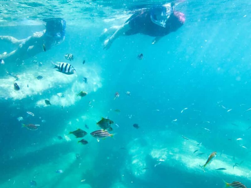 Sydney: Snorkeling Tour for Kids with Private Guide - Who Should Consider This Tour?