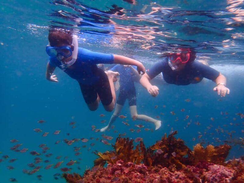 Sydney: Snorkeling Tour for Kids with Private Guide - Final Thoughts: A Memorable Family Adventure in Sydney
