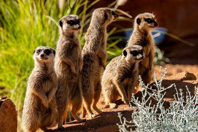 Sydney Taronga Zoo General Entry Ticket - An In-Depth Look at Your Visit to Taronga Zoo
