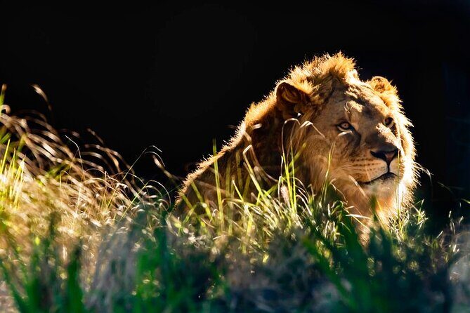 Sydney Taronga Zoo General Entry Ticket - The Sum Up: Who Will Love This Experience?