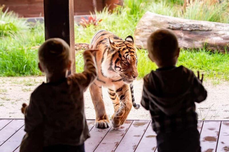 Sydney: Taronga Zoo Ticket with Return Ferry - An In-Depth Look at the Experience