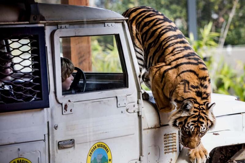 Sydney: Taronga Zoo Ticket with Return Ferry - Final Thoughts: Is It Worth It?