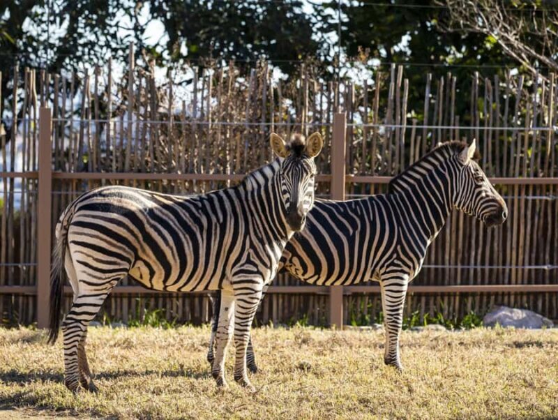 Sydney: Taronga Zoo Tickets - Key Points