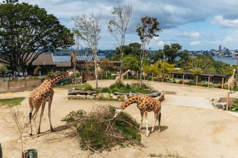Sydney: Taronga Zoo Tickets - Why Taronga Zoo Is a Must-Visit in Sydney