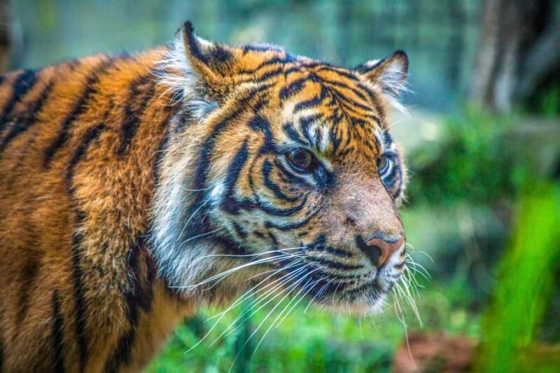 Sydney: Taronga Zoo Tickets - The Experience — What Travelers Are Saying