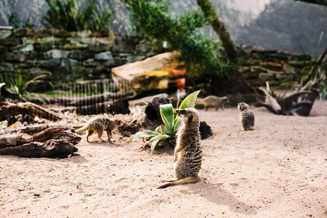 Sydney Taronga Zoo Wild Australia Experience - The Itinerary Breakdown