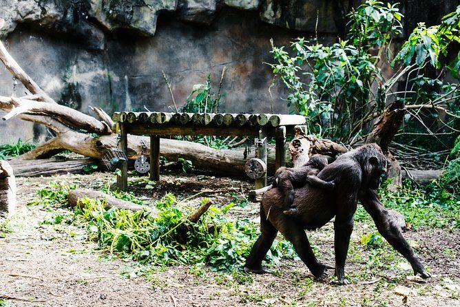 Sydney Taronga Zoo Wild Australia Experience - Is it Worth the Price?