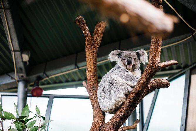 Sydney Taronga Zoo Wild Australia Experience - Final Thoughts: Who Should Consider This Tour?