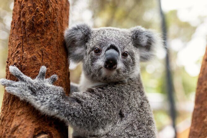 Sydney Taronga Zoo's Aussie Backyard Adventure Tour - Key Points