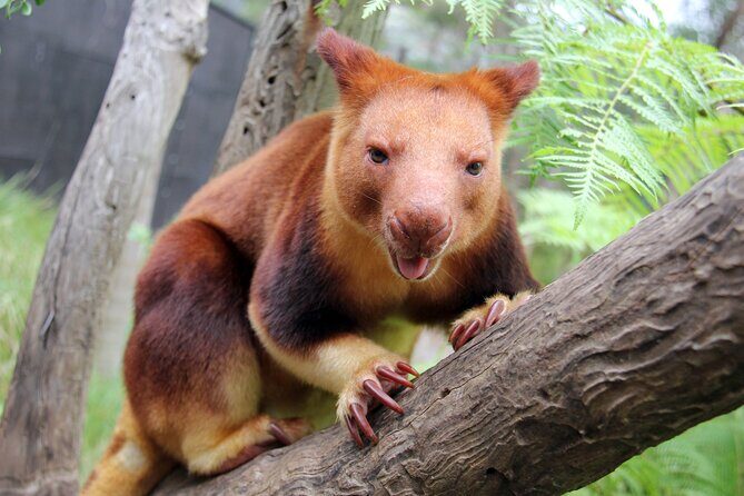 Sydney Taronga Zoo's Aussie Backyard Adventure Tour - The Experience for Different Travelers