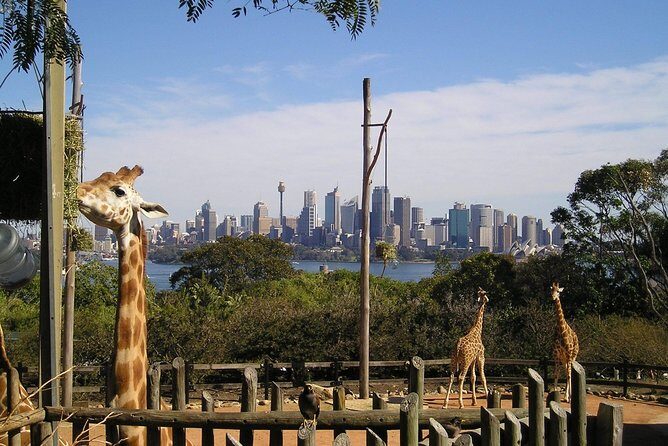 Sydney Taronga Zoo's Aussie Backyard Adventure Tour - FAQs