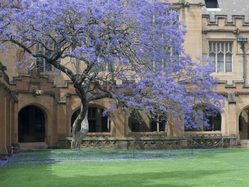 Sydney: University of Sydney Student-Led Walking Tour - Final Thoughts