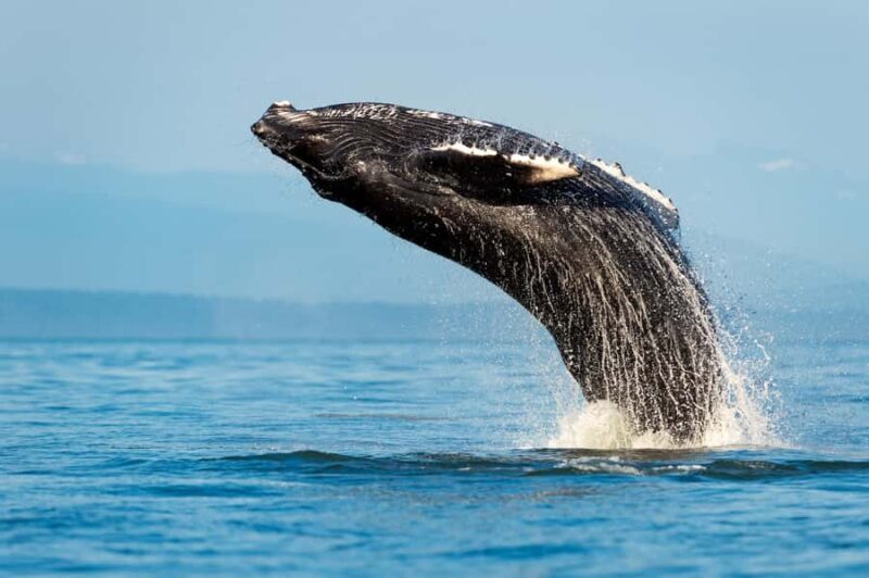 Sydney: Whale Watching Adventure Cruise - Introduction: A Genuine Oceanic Encounter