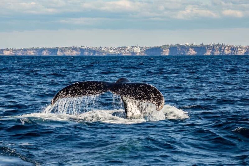 Sydney: Whale Watching Adventure Cruise - Key Points