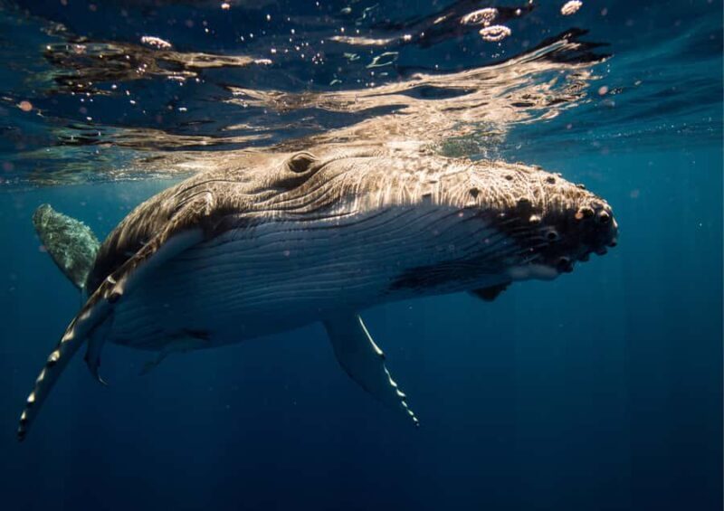 Sydney: Whale Watching Adventure Cruise - The Sum Up: Is This Tour Worth It?