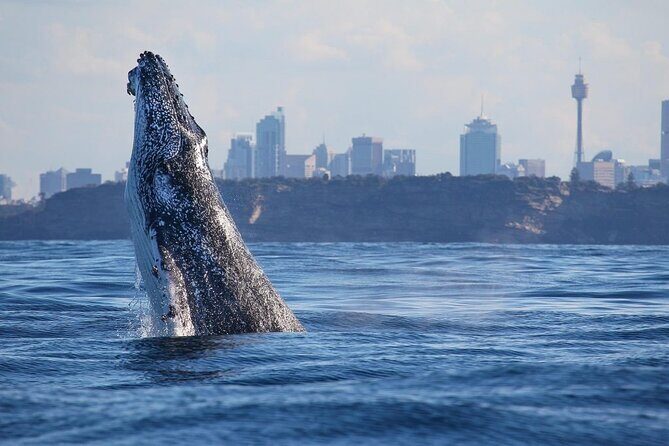 Sydney Whale Watching Adventure Cruise - The Experience in Detail