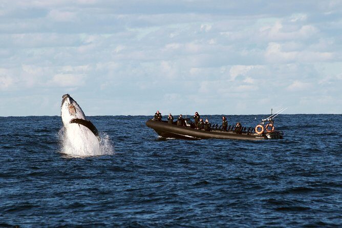 Sydney Whale-Watching by Speed Boat - Key Points