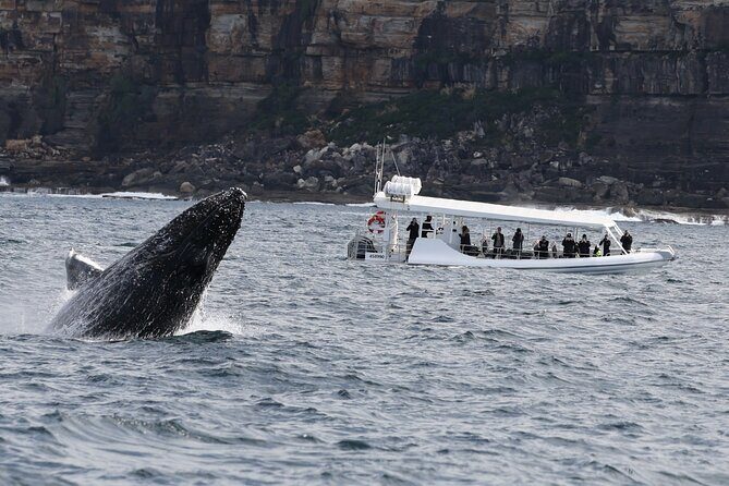 Sydney Whale-Watching by Speed Boat - A Complete Look at the Tour Experience