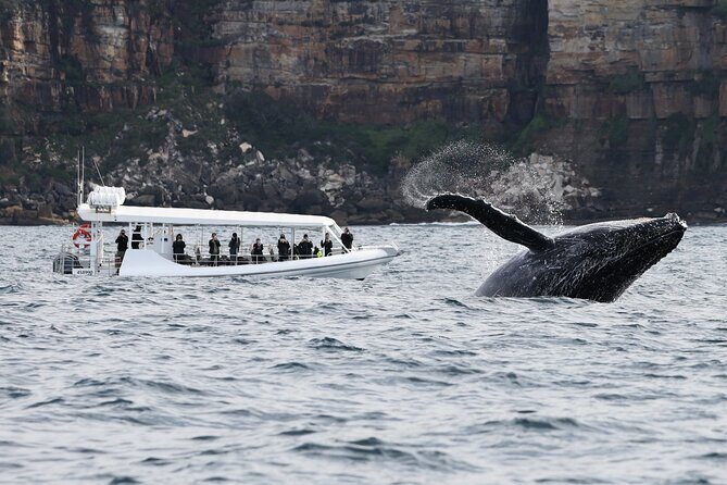Sydney Whale-Watching by Speed Boat - The Sum Up