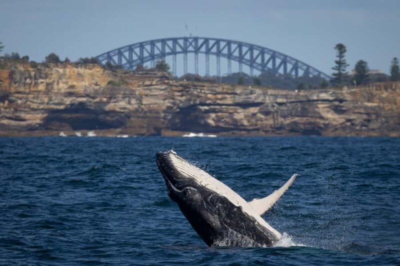 Sydney: Whale Watching Cruise and Taronga Zoo Package - Key Points