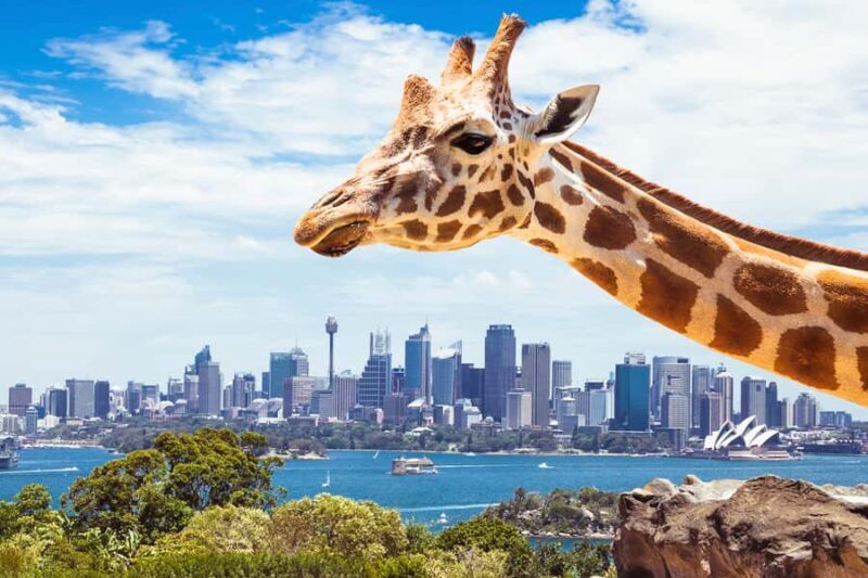 Sydney: Whale Watching Cruise and Taronga Zoo Package - Authentic Experiences and Honest Observations