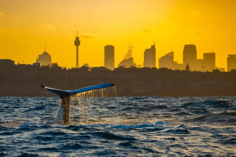 Sydney: Whale Watching Cruise and Taronga Zoo Package - FAQs
